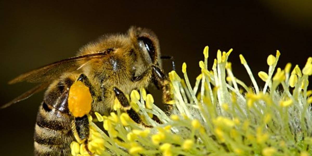 Nueva evidencia demuestra que están disminuyendo los insectos en el planeta