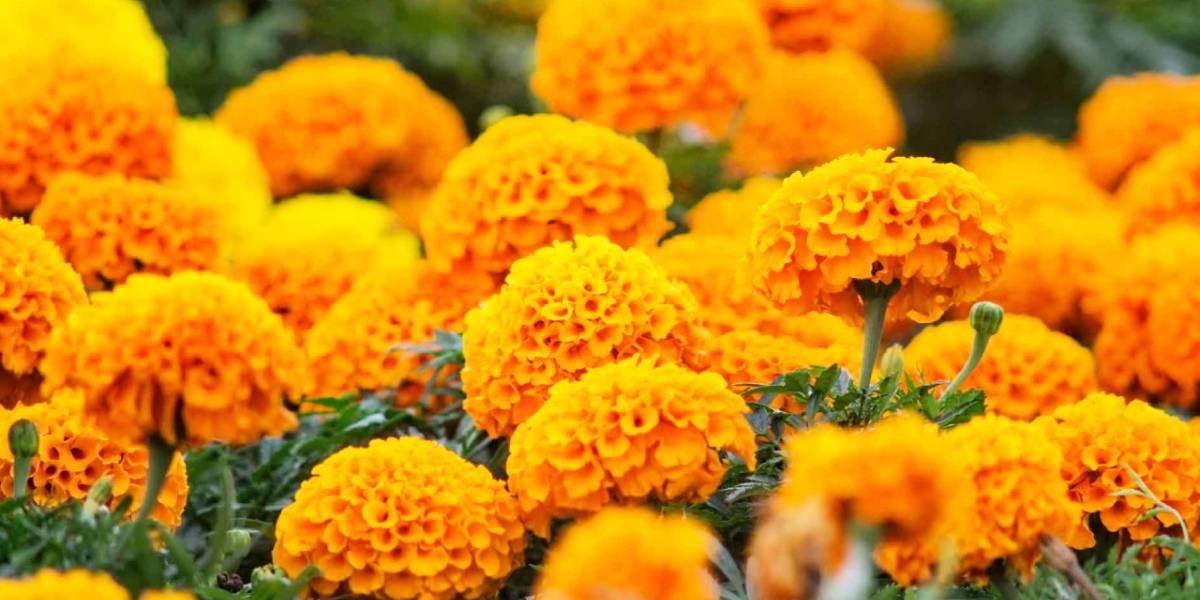 Día de Muertos: Este es el significado de la flor de Cempasúchil en México