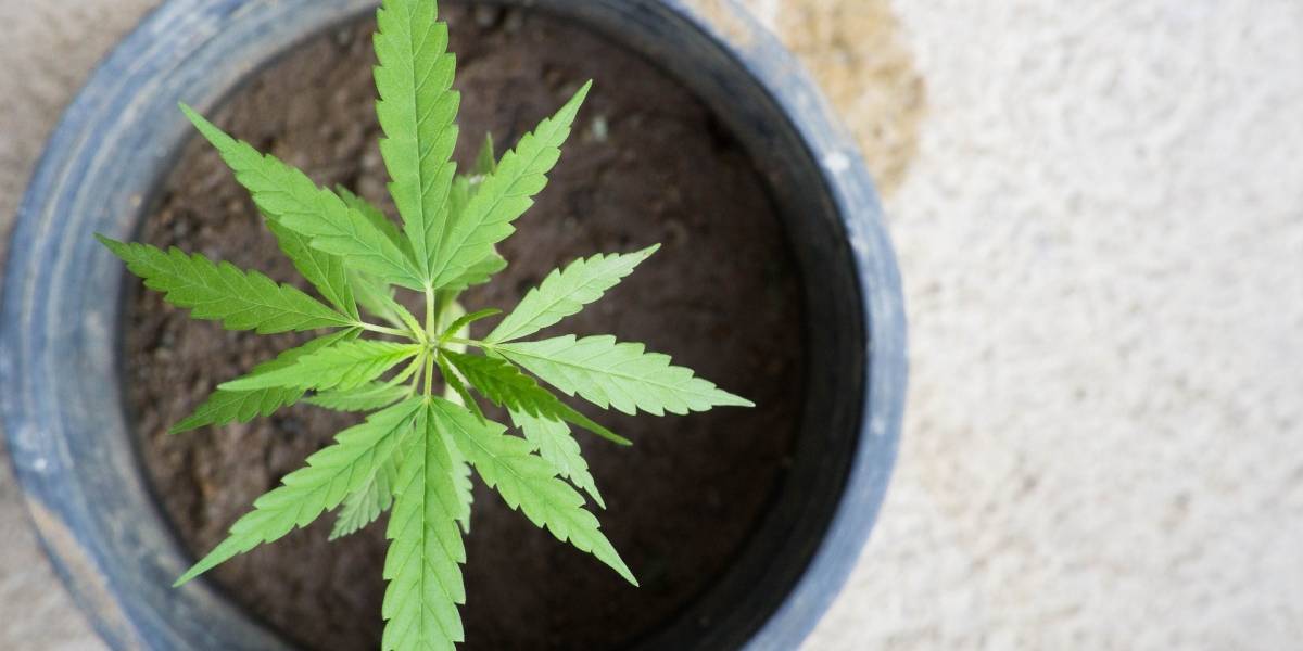 Tratamiento con marihuana exacerba síntomas de enfermedades mentales