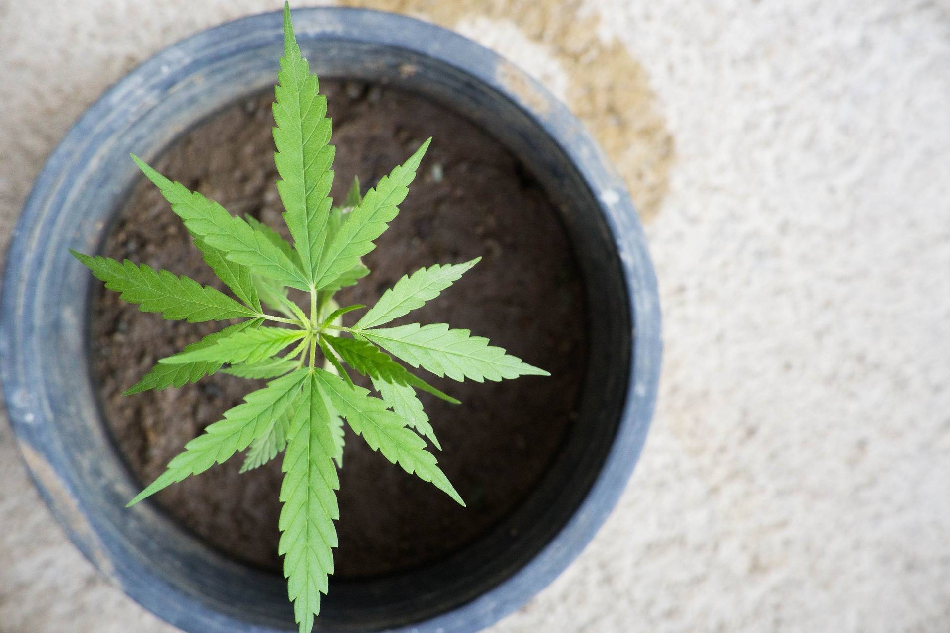 Marihuana Marihuana