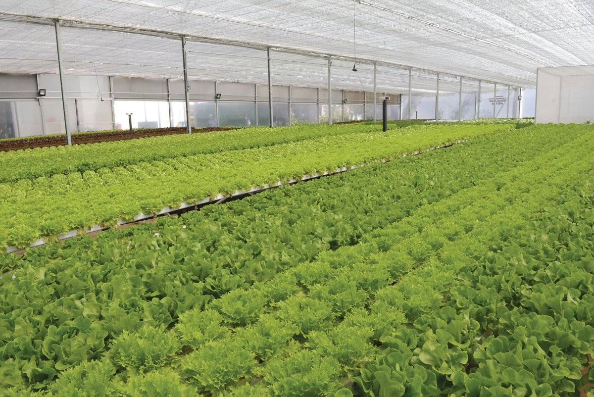 Produção de hortaliças na fábrica da Mercedes-Benz