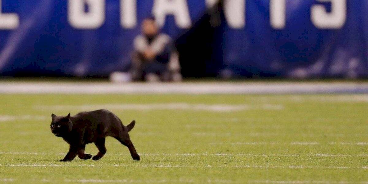 Gato negro interrumpe partido de la NFL; entre los Cowboys y Giants Gato negro interrumpe partido de la NFL; entre los Cowboys y Giants