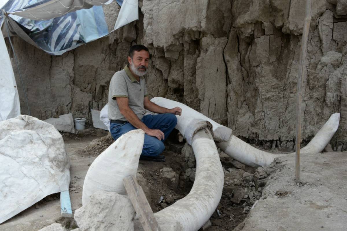 Restos de 14 mamuts son hallados en Tultepec - Publimetro México