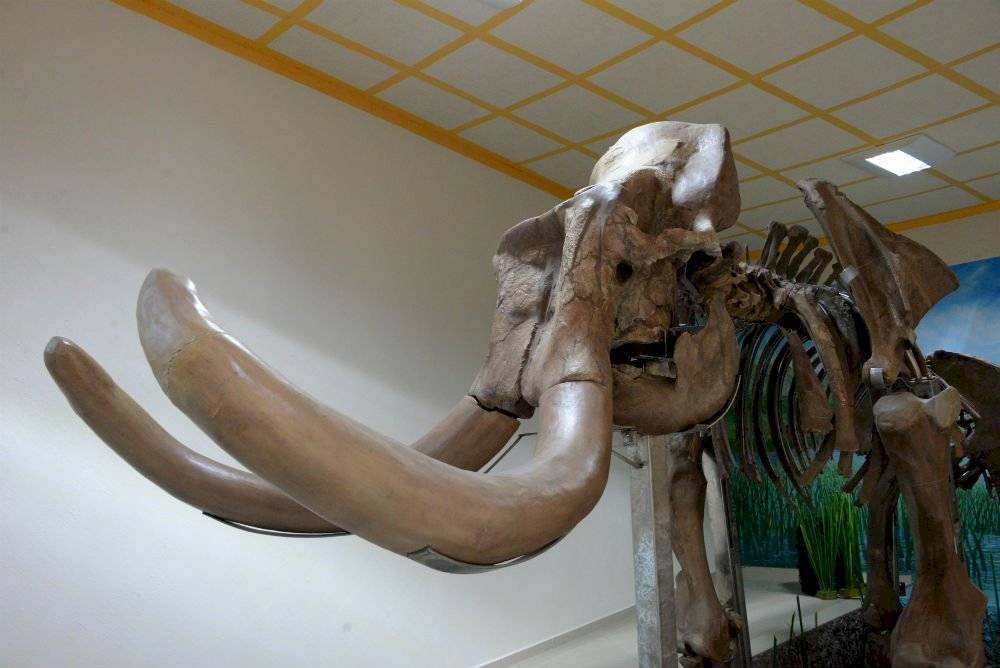 Mamut
