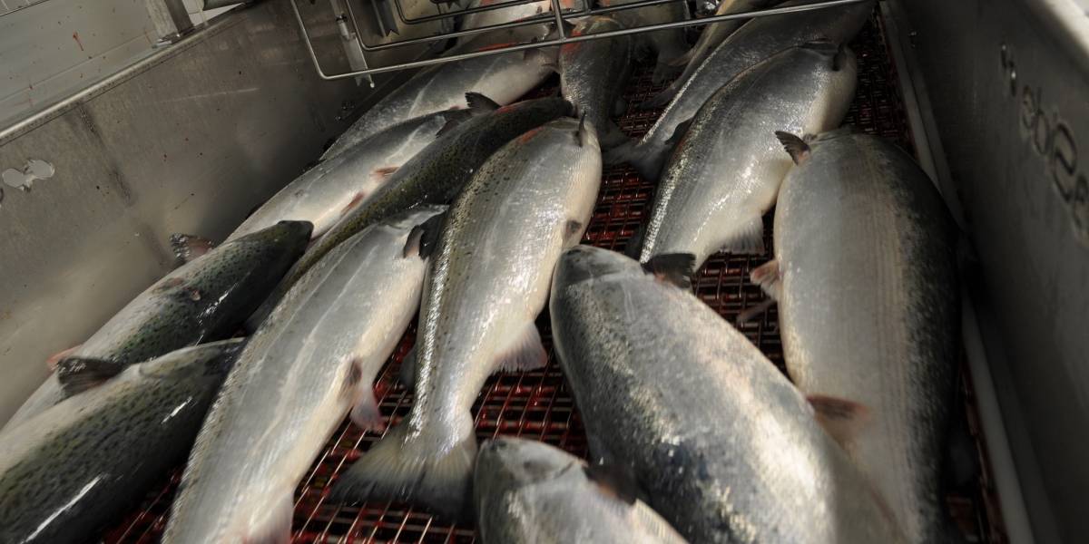 Miles de salmones se están pudriendo por las protestas en Chile y advierten riesgo de daño ambiental