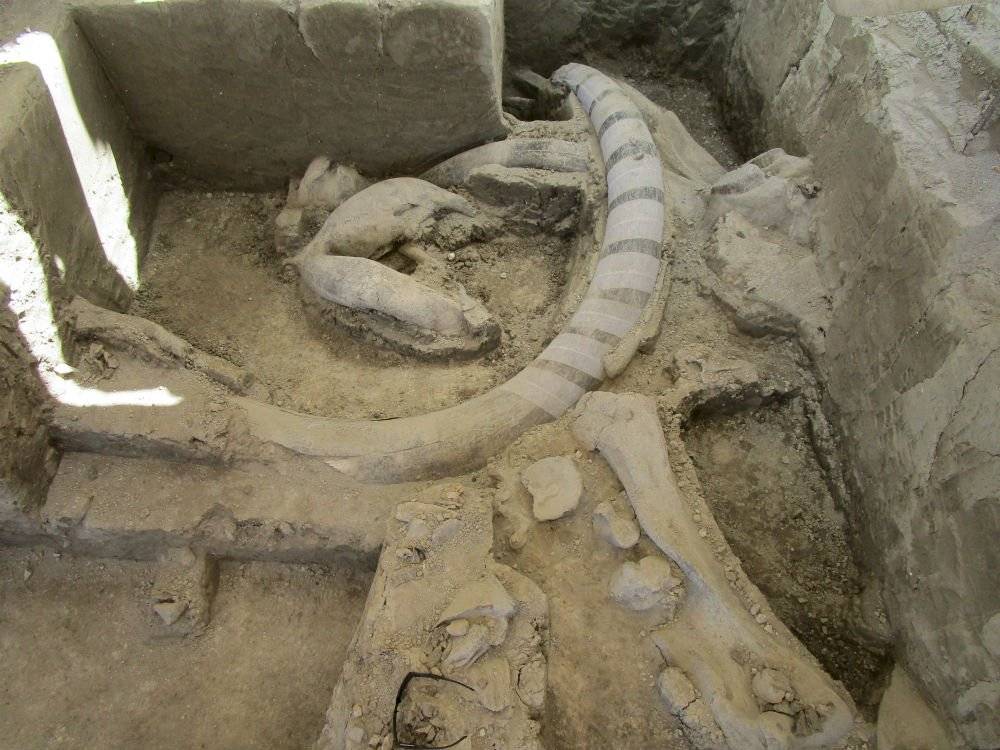 Mamut