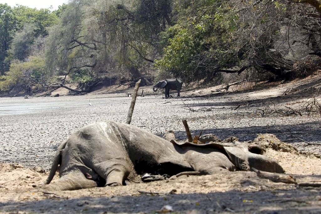 Elefante muerto en Zimbabue