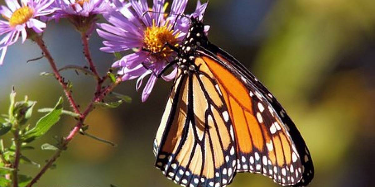 La mariposa Monarca podría extinguirse en 50 años, reveló un estudio