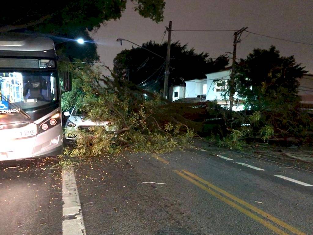 árvore na avenida brigadeiro luís antônio