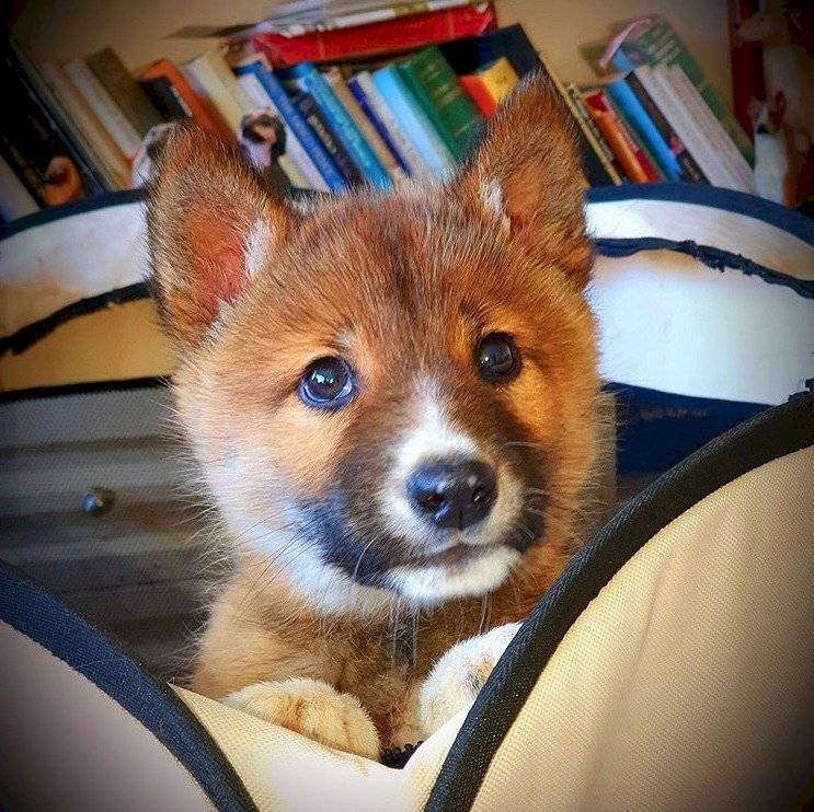 DINGO