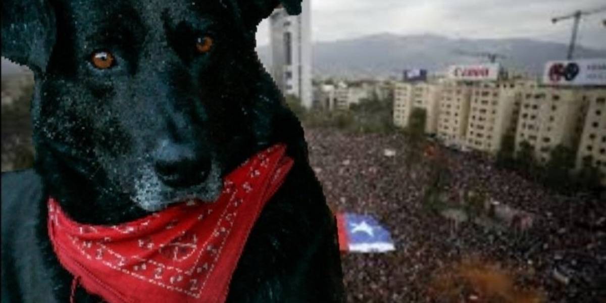 En Iquique realizan estatua en honor a perro "Negro Matapacos"