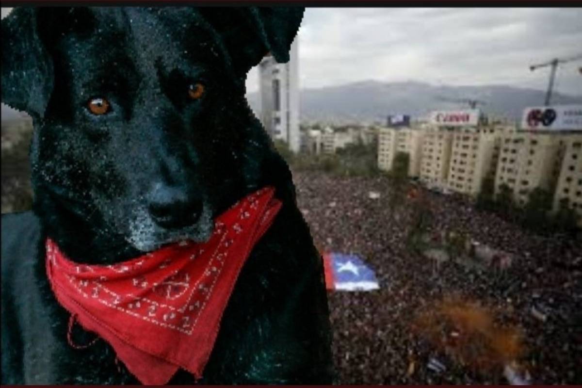 En Iquique realizan estatua en honor a perro "Negro Matapacos" - Fayerwayer