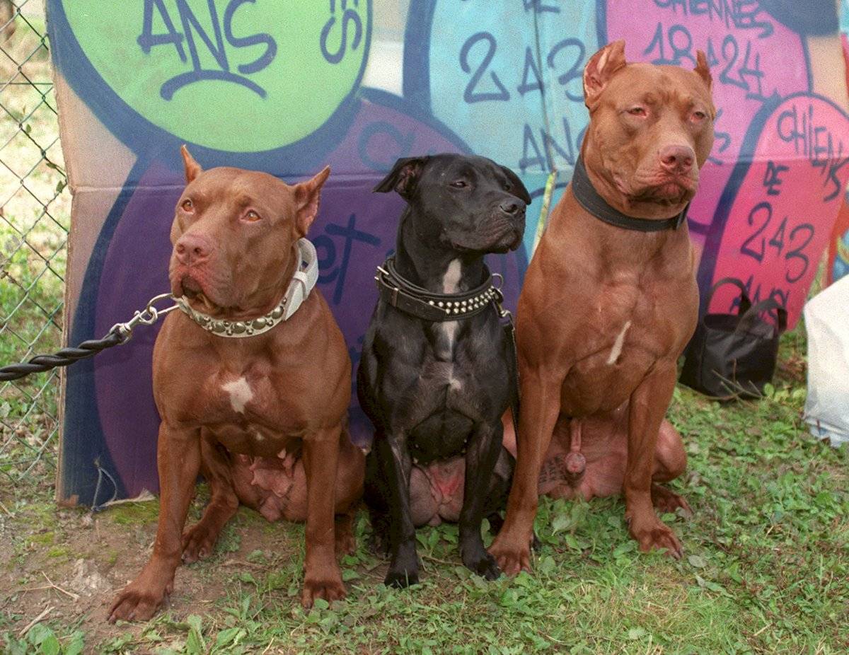 animales peligrosos - perros