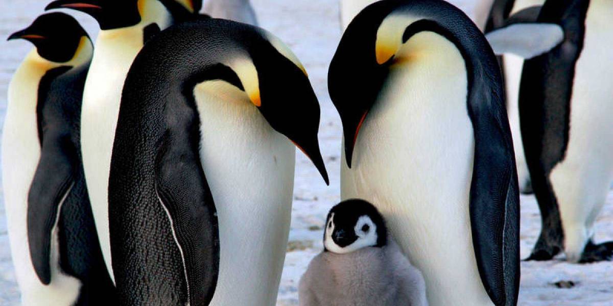 Preocupante: Pingüinos emperador corren serio peligro de extinguirse por cambio climático