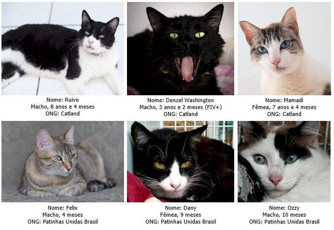 gatos