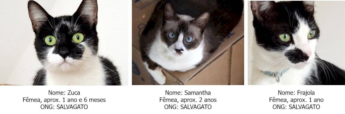gatos