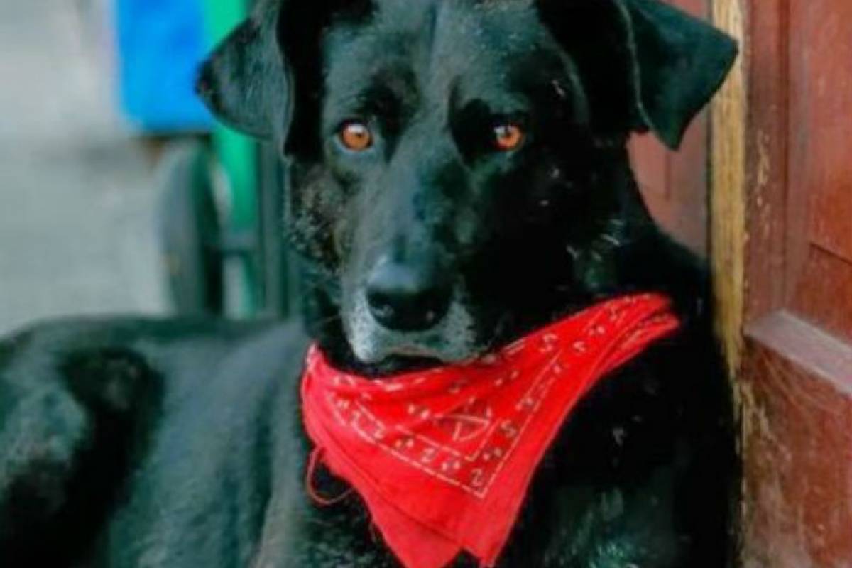 En Iquique Realizan Estatua En Honor A Perro Negro Matapacos