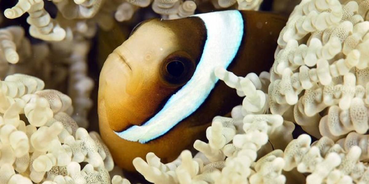 Pez, primo de Nemo, utiliza rayos UV para detectar comida y a sus amigos