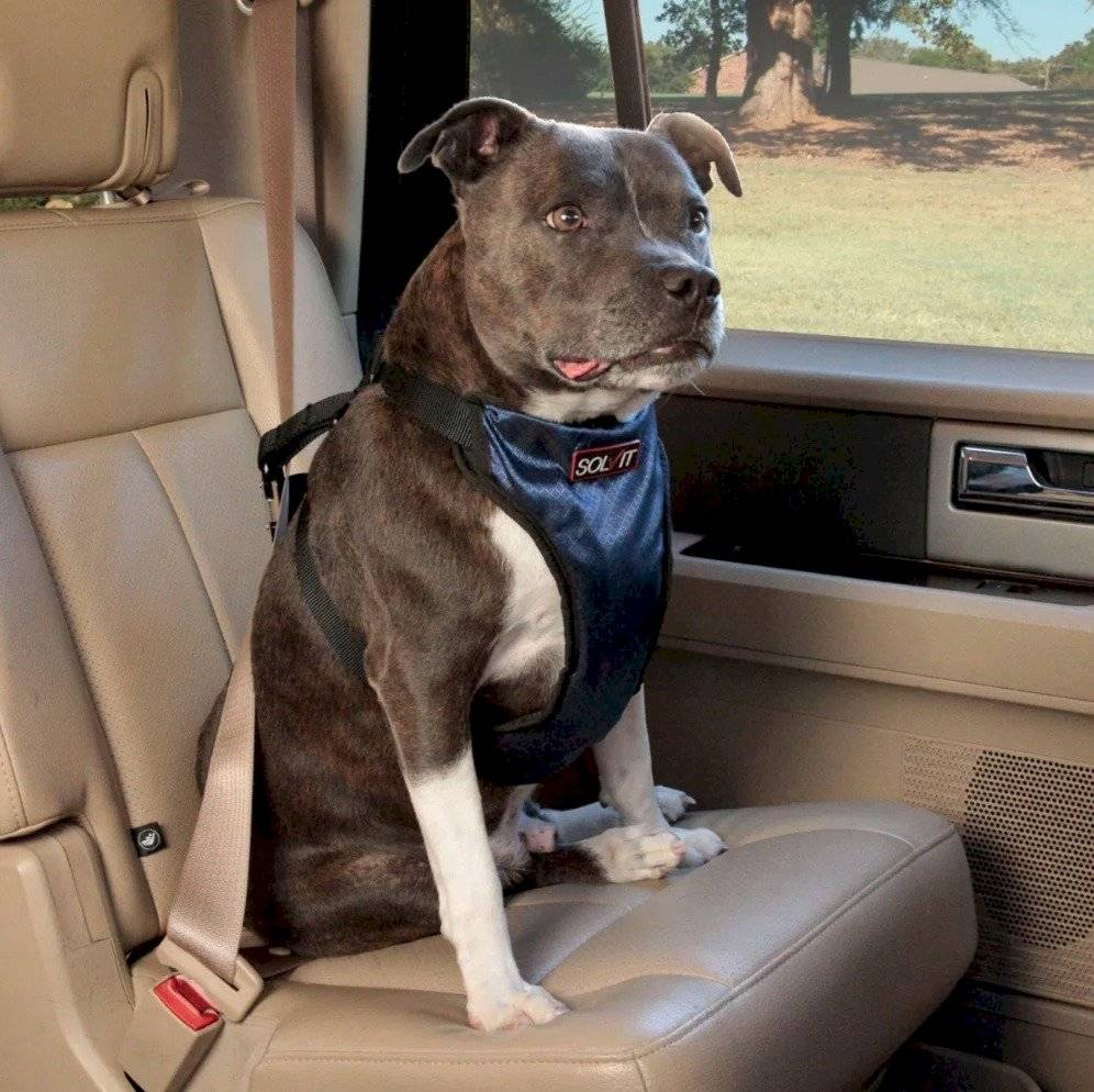 arnés perro