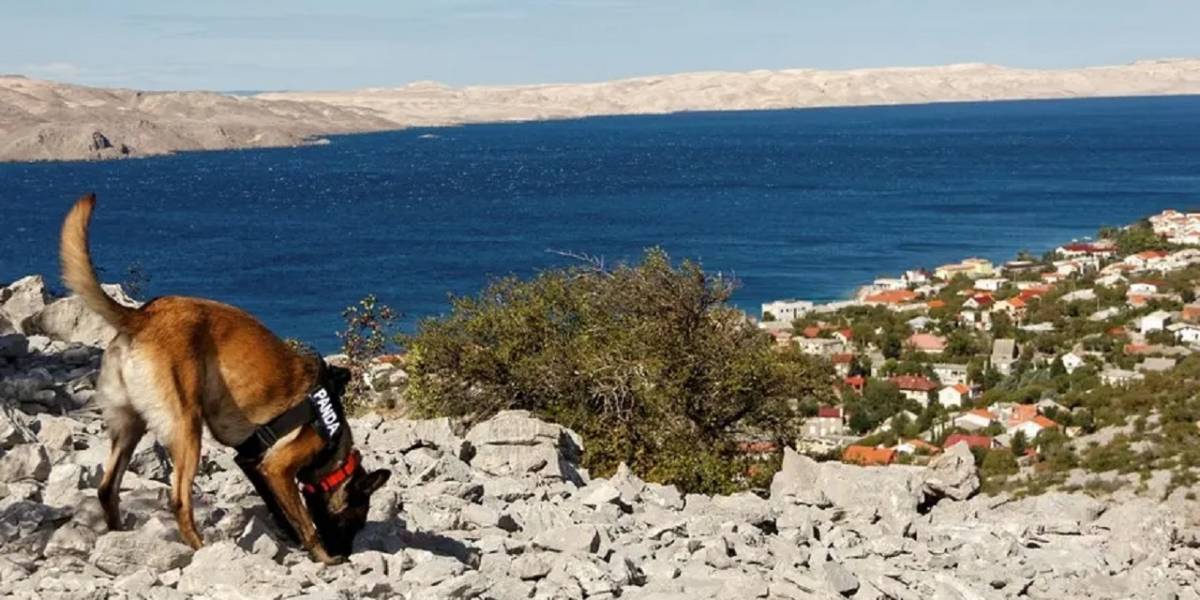 Arqueólogos utilizaron perros para detectar tumbas de la Edad de Hierro