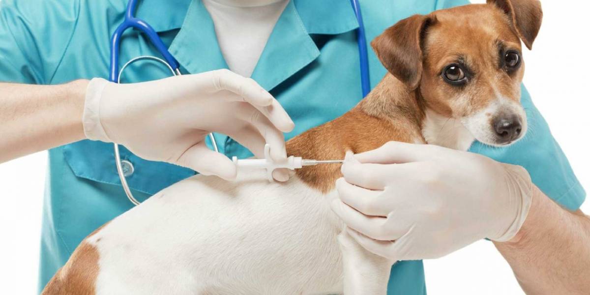 La OMS valida a México como el primer país en el mundo libre de la rabia transmitida por perros