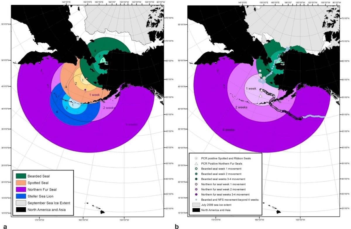 Virus mortal para mamíferos marinos avanzó entre Alaska y Rusia por el cambio climático