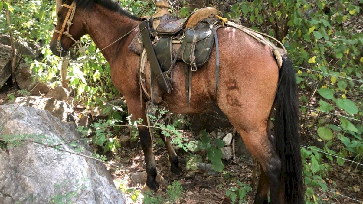 Caballo en el que pretendía escapar Haroldo Lorenzana Cordón
