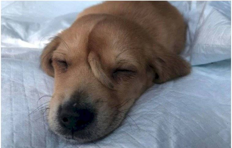 La historia del ‘perro unicornio’ que abandonaron por su extraño cuerno