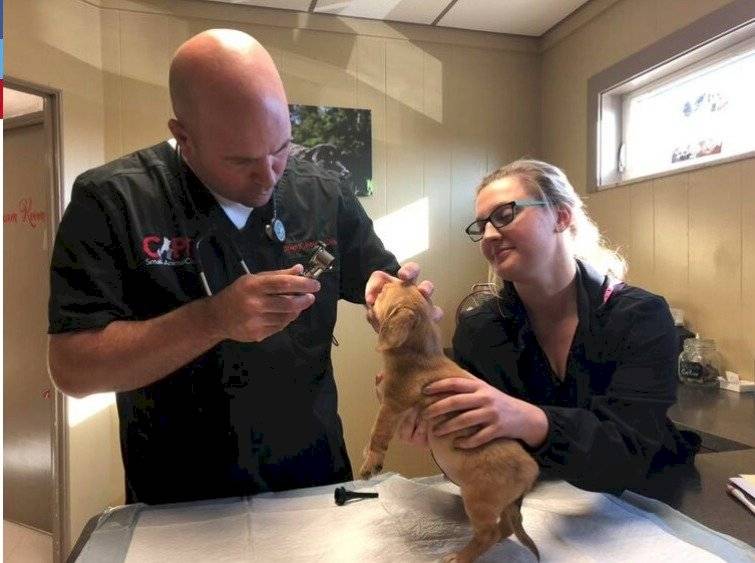 La historia del ‘perro unicornio’ que abandonaron por su extraño cuerno