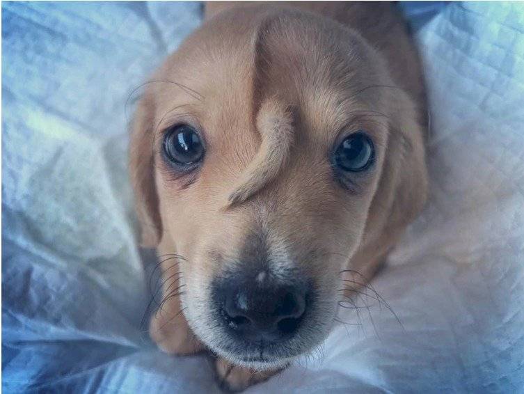 La historia del ‘perro unicornio’ que abandonaron por su extraño cuerno