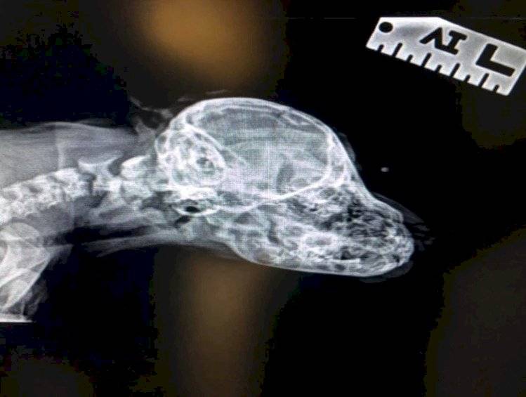 La historia del ‘perro unicornio’ que abandonaron por su extraño cuerno