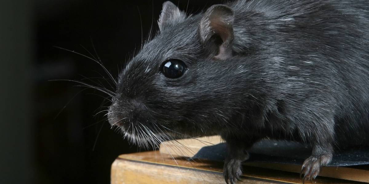 ¿Adiós raza humana? Dos personas han sido diagnosticadas con la peste negra