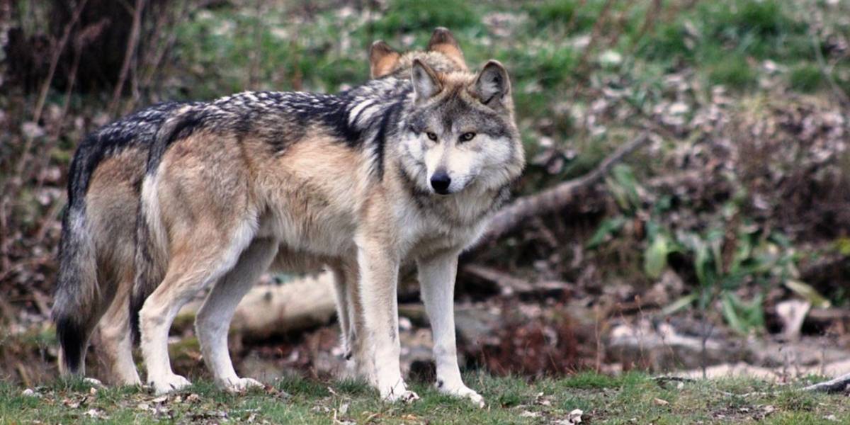El Lobo Mexicano ya no está Extinto ahora está dentro de las Especies en Peligro de Extinción