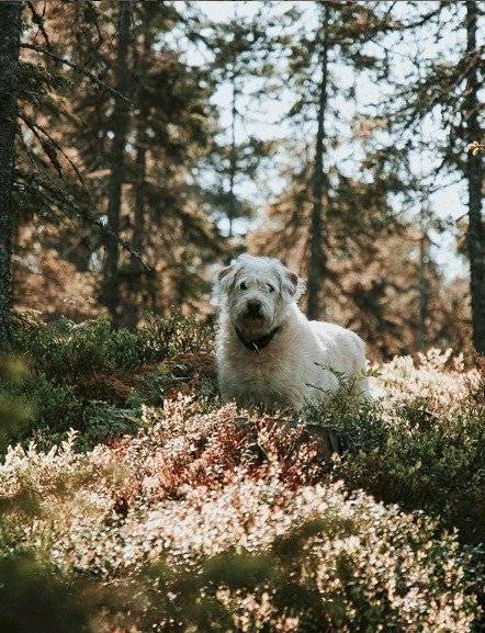 Arthur