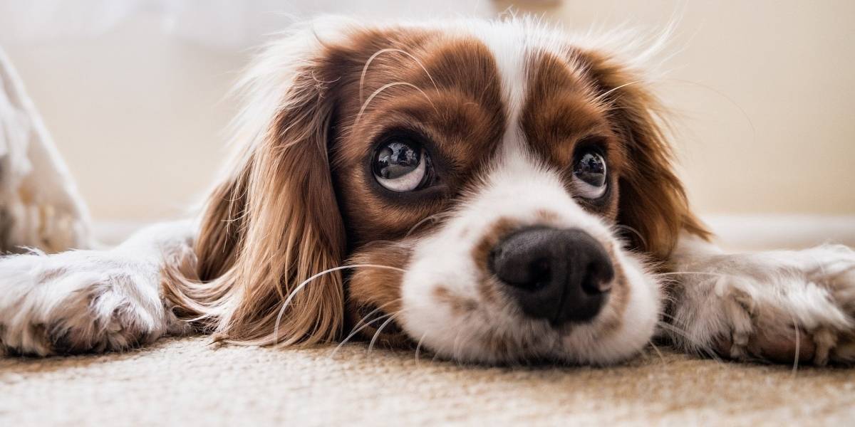 A sacar cuentas: crean nueva fórmula para calcular la edad “humana” de los perros