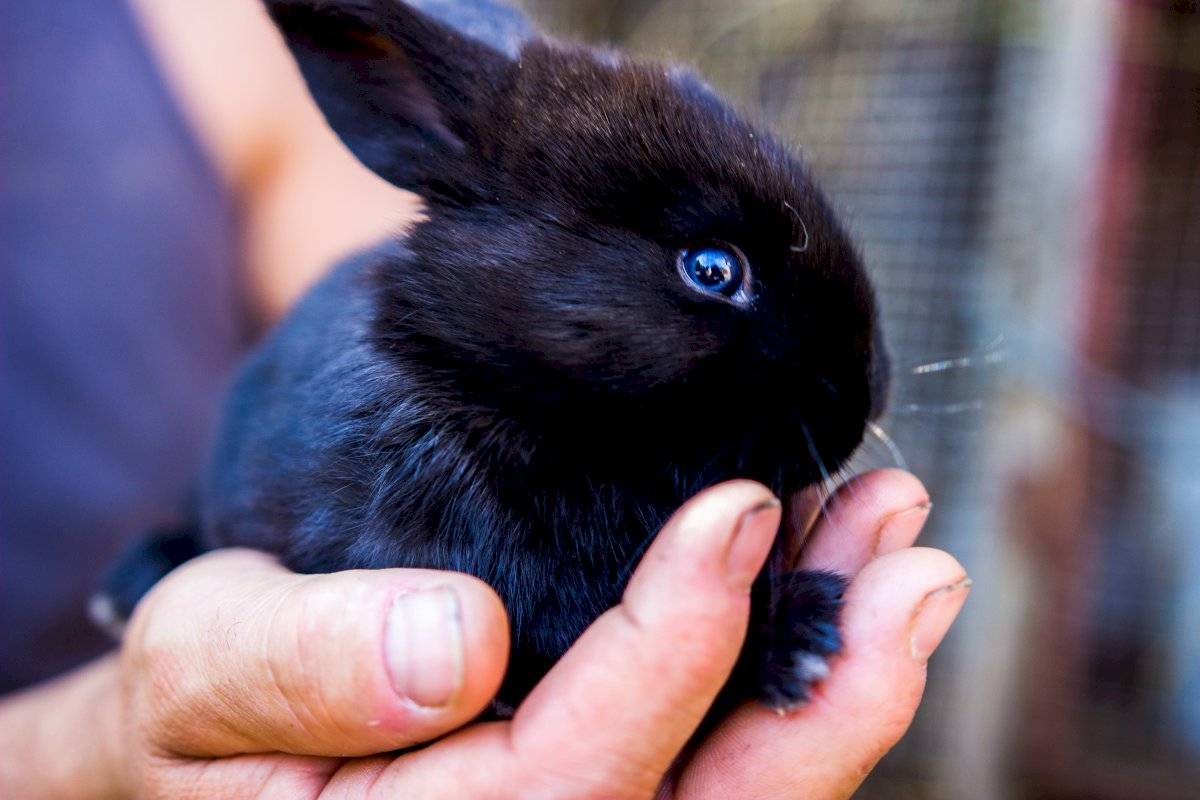 Grave: Conejo ha sido considerado por primera vez en peligro de extinción