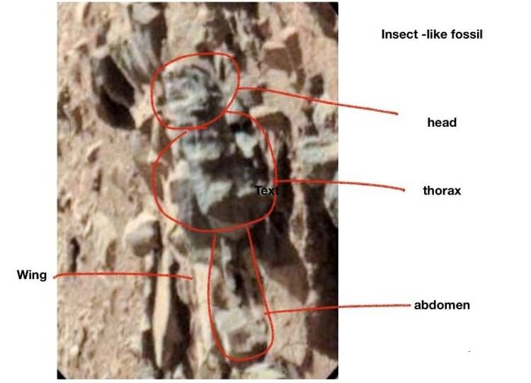 Científico asegura que logró captar insectos en Marte a través de fotos captadas por el Curiosity