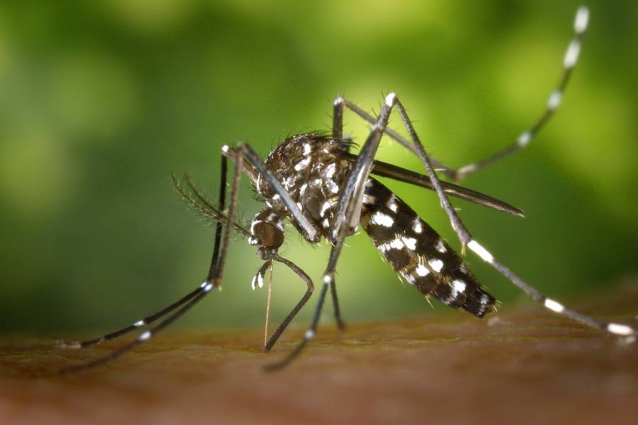 Prevencion dengue transmision sintomas