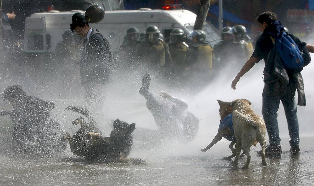 perros marcha