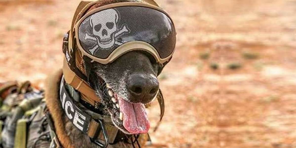 CAPS: Ejército crea capucha para proteger a perros militares en misiones de combate