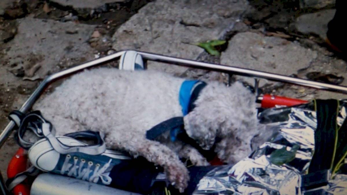 Perro cocker es rescatado del fondo de un barranco