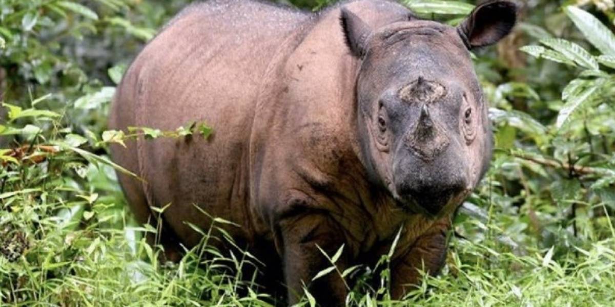 Murió el último rinoceronte de Sumatra y con él su especie en Malasia