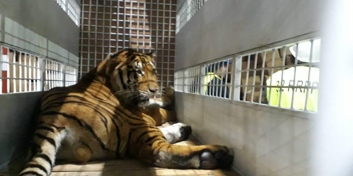 Tigres rescatados de circos son trasladados a un santuario en EE. UU.
