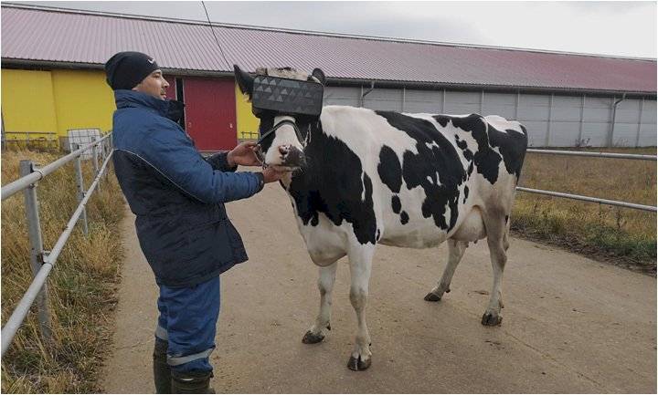 vaca realidad virtual