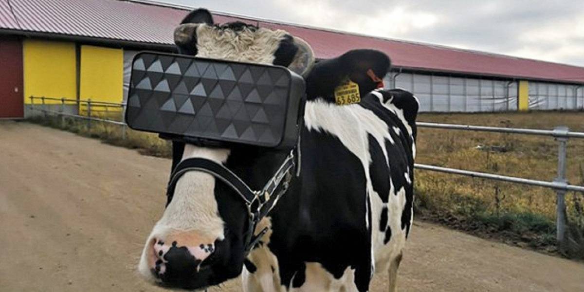 En Rusia ponen lentes de realidad virtual a las vacas para que se relajen
