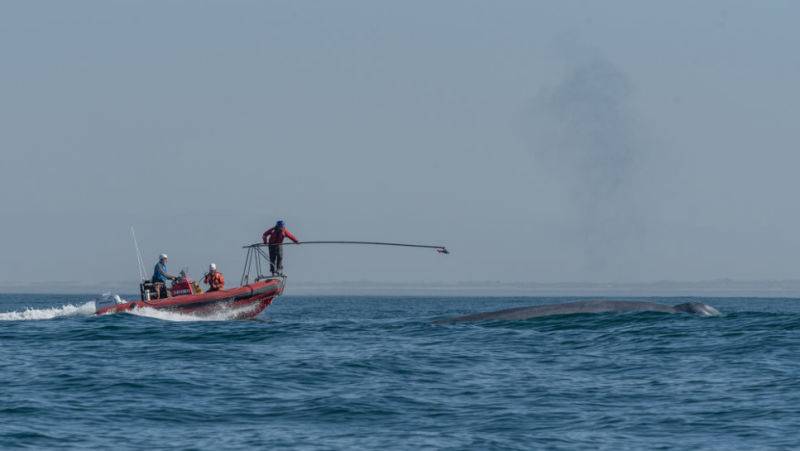 Entregan increíbles resultados del latido de corazón en una ballena azul