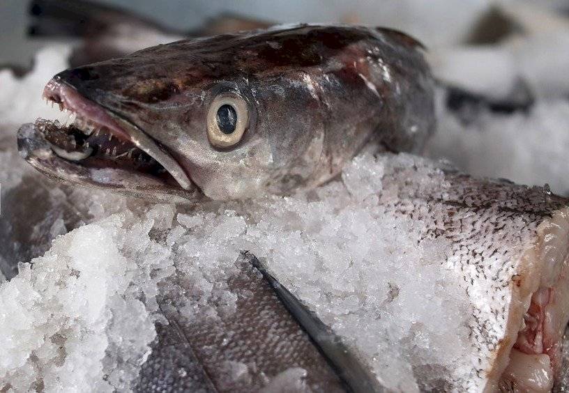 Pescado fresco