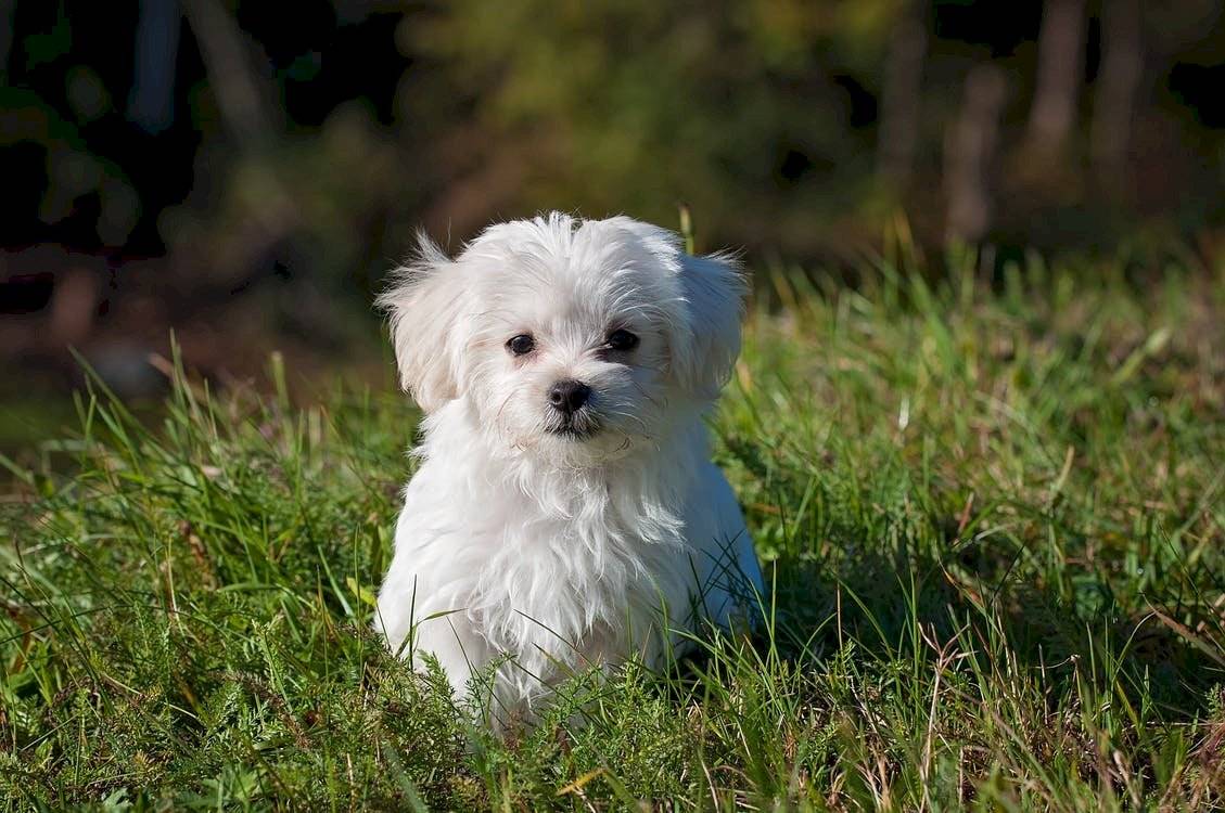 perro