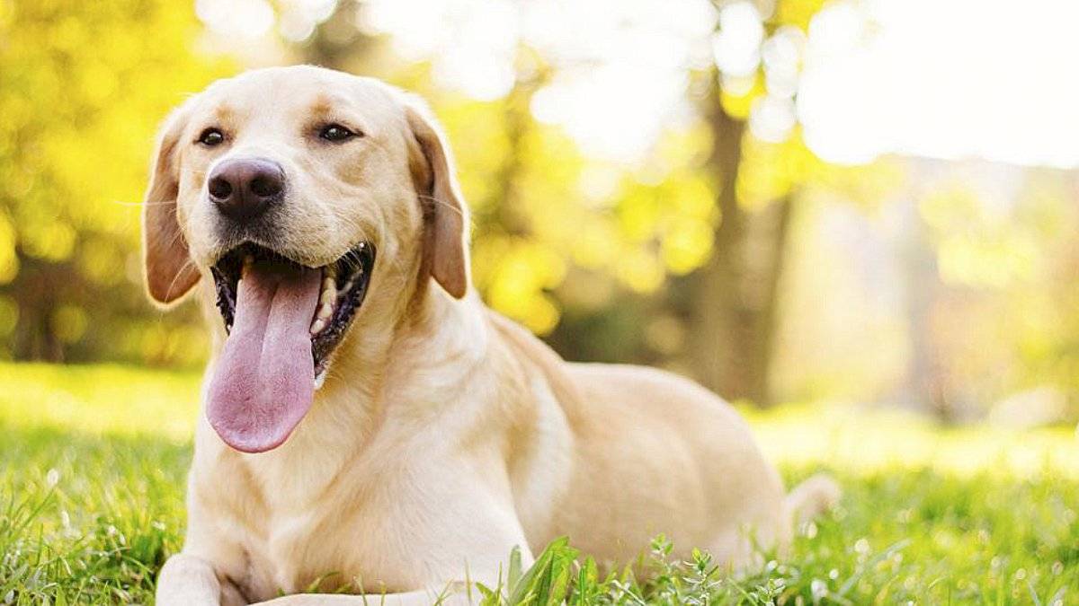 Perros enfermedad