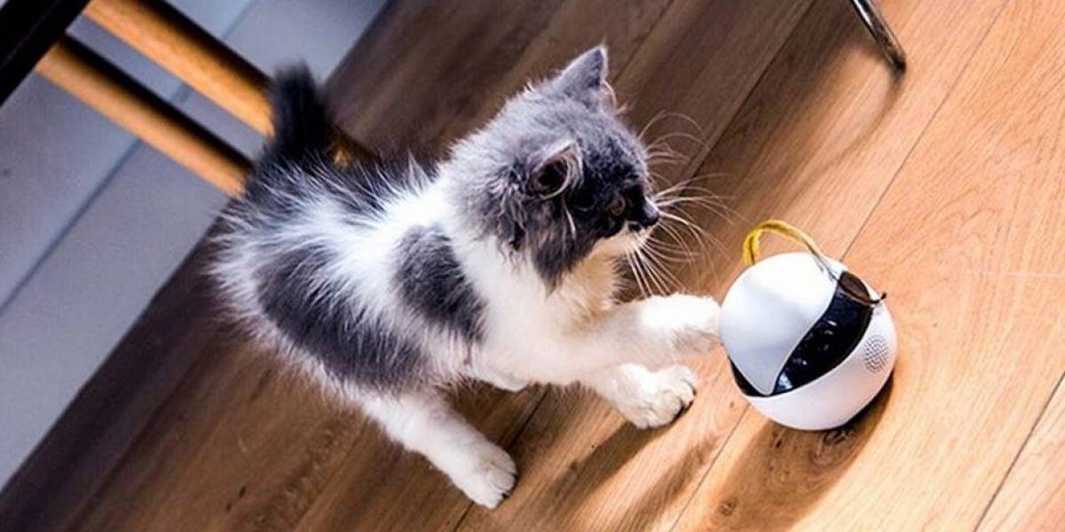 Ebo es la mascota robot para ejercitar a tu gato